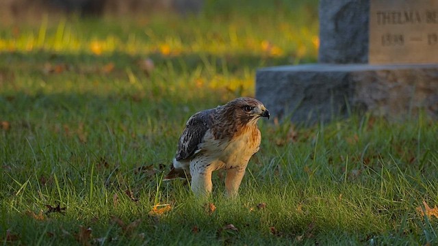 Red-tailed Hawk - ML646456679