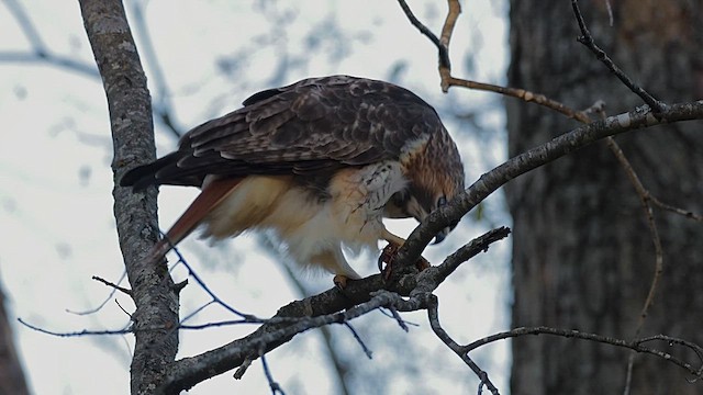 Red-tailed Hawk - ML646456681