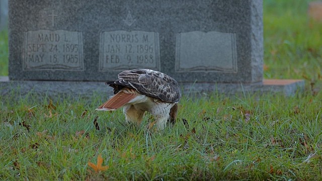 Red-tailed Hawk - ML646456682
