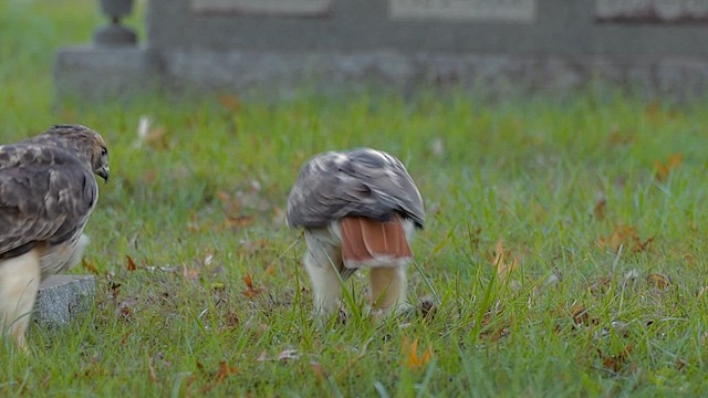 Red-tailed Hawk - ML646456683