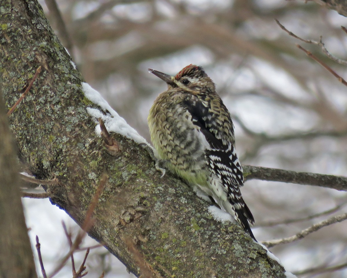 נקר צהוב-בטן - ML646456684