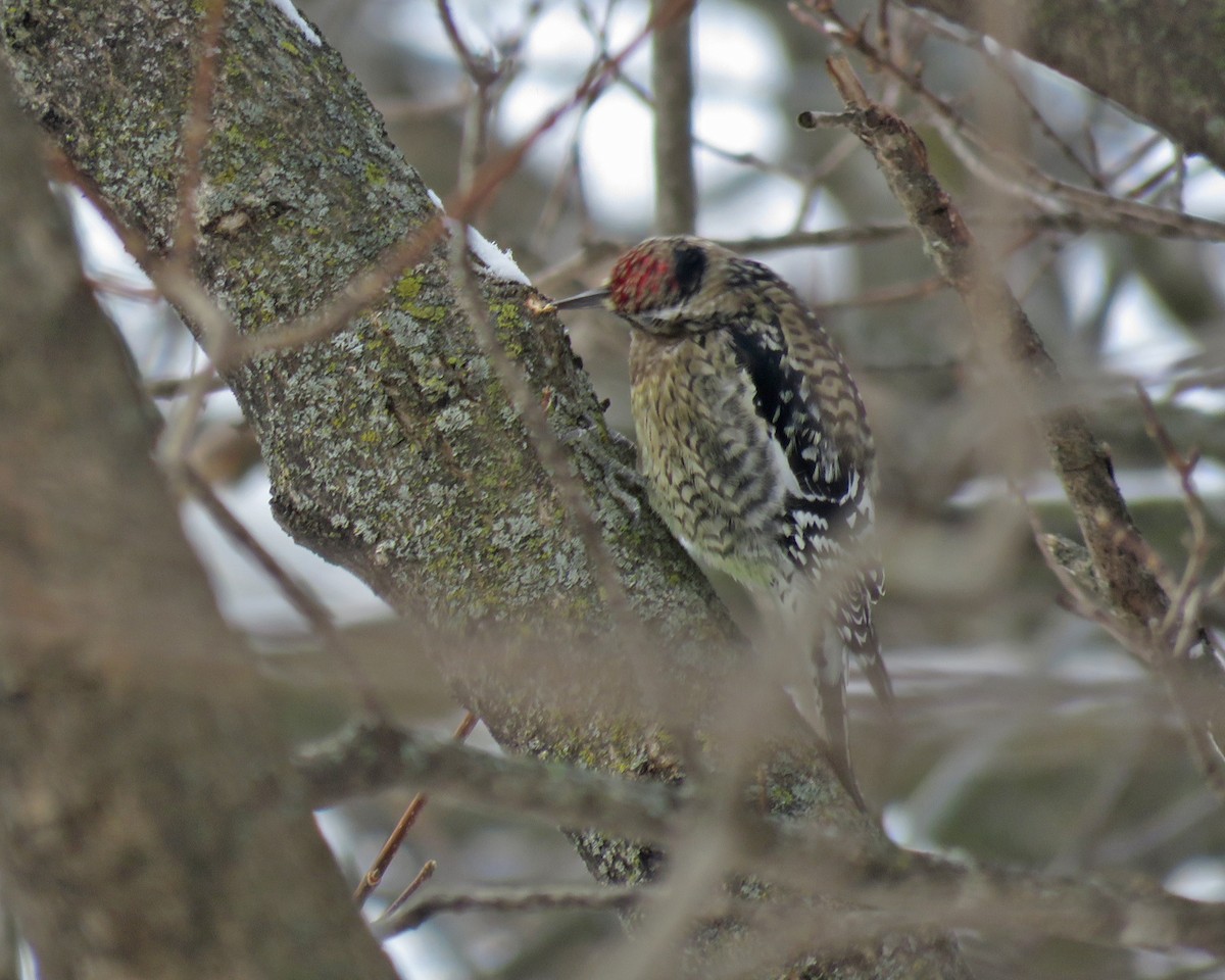 נקר צהוב-בטן - ML646456685