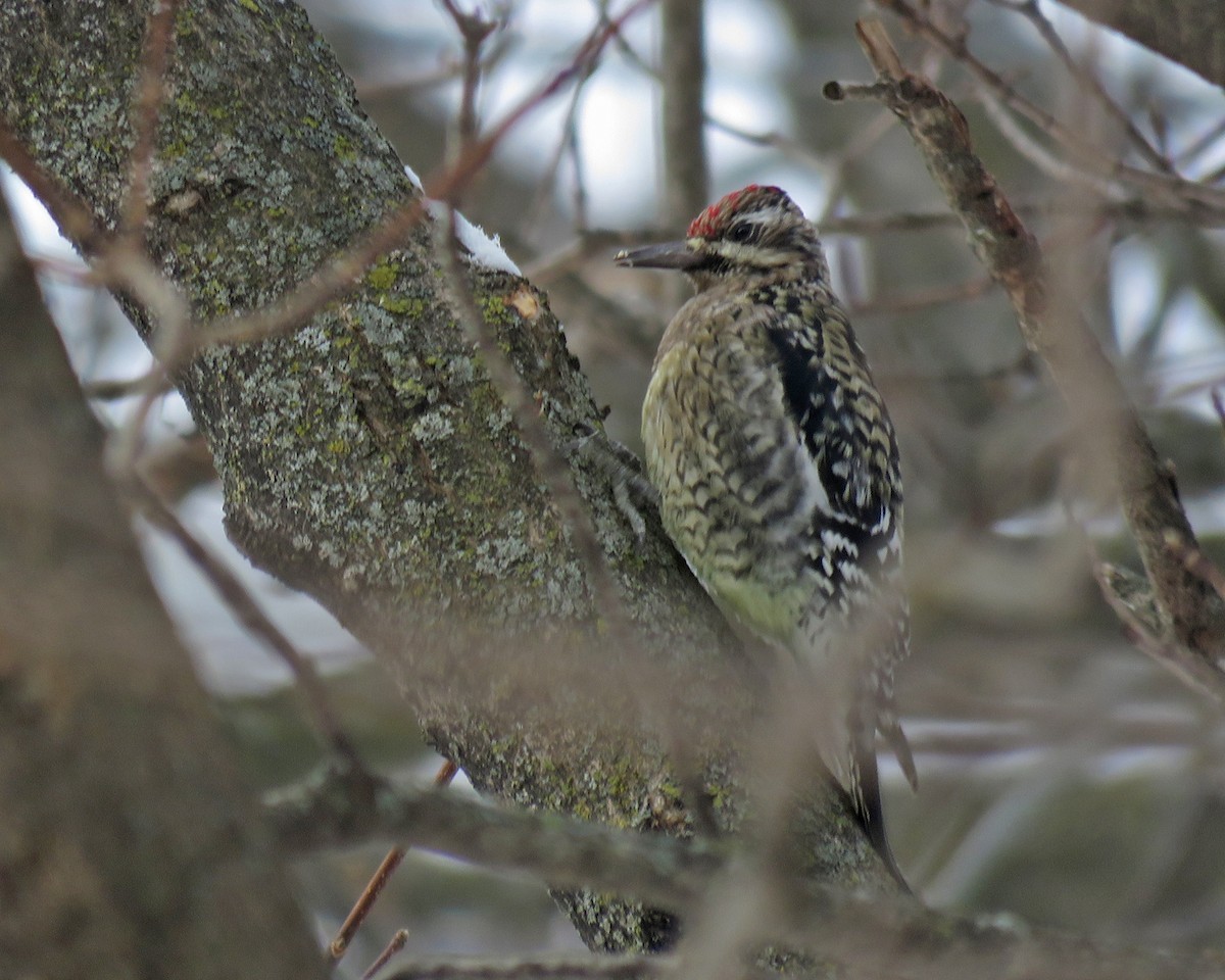 נקר צהוב-בטן - ML646456686