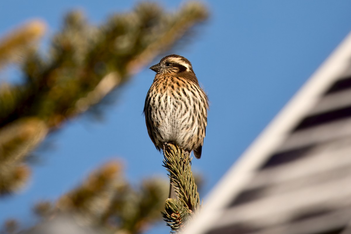 Roselin de Thura - ML646456689