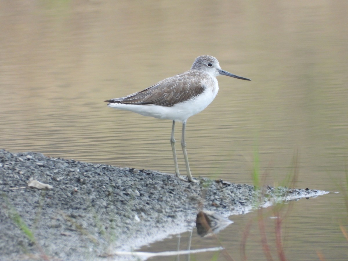 Common Greenshank - ML646456690