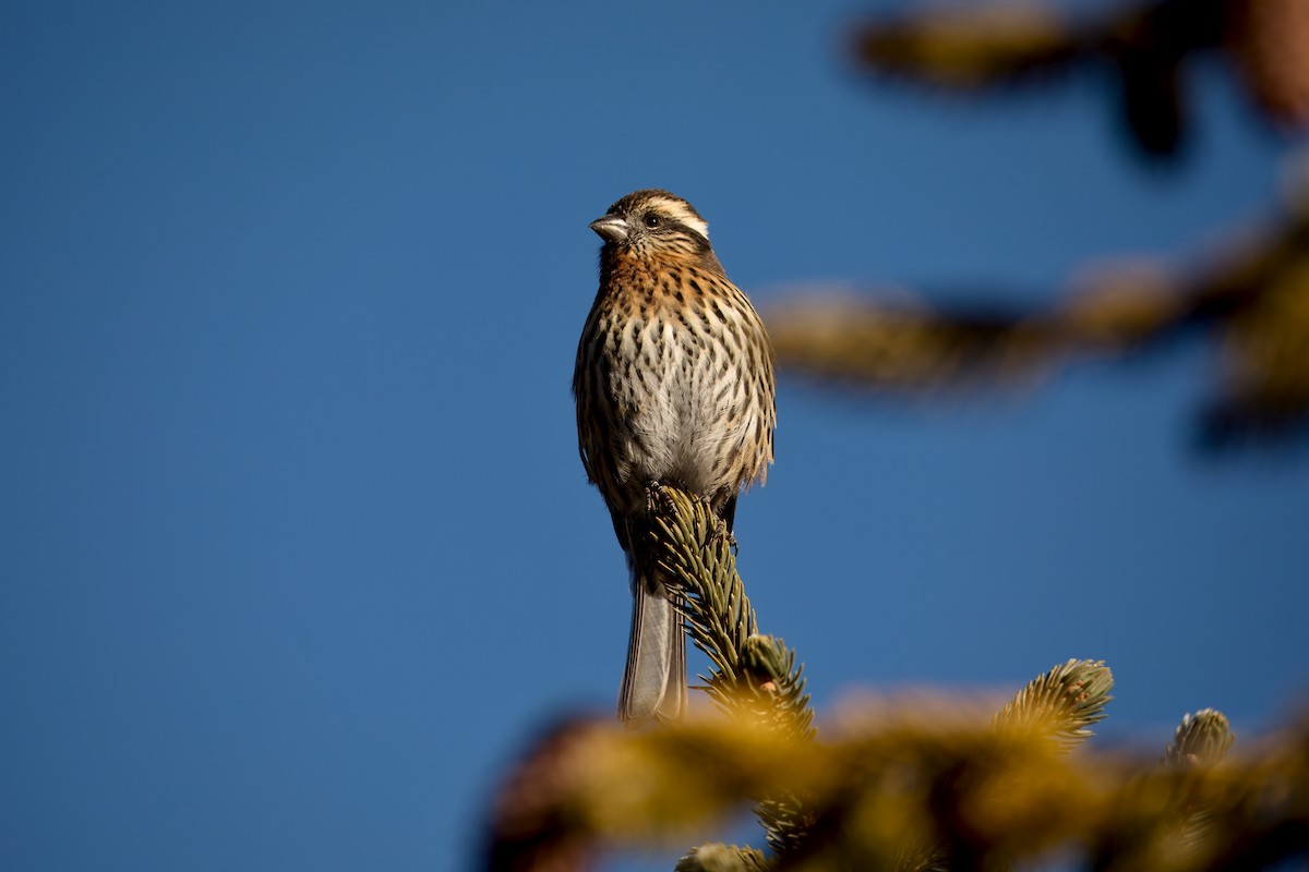 Roselin de Thura - ML646456691