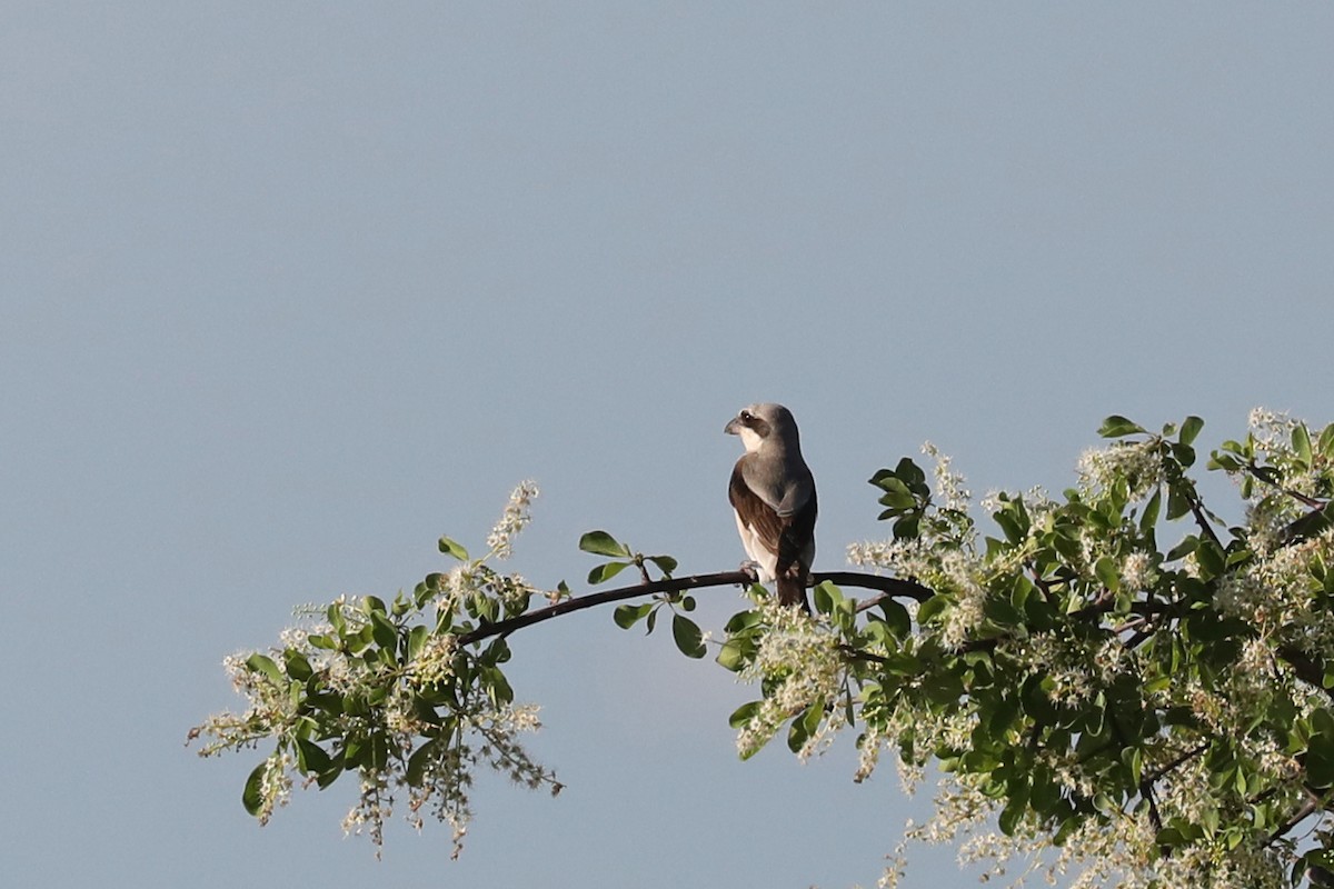 Schwarzstirnwürger - ML646456694