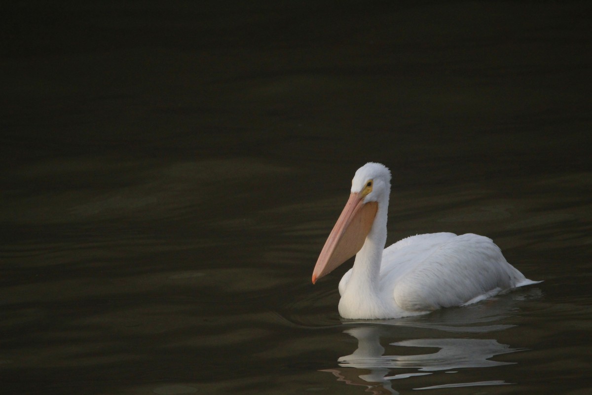 American White Pelican - ML646456695