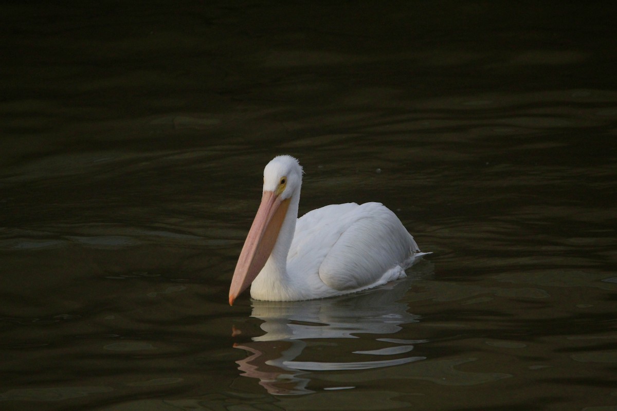 American White Pelican - ML646456696