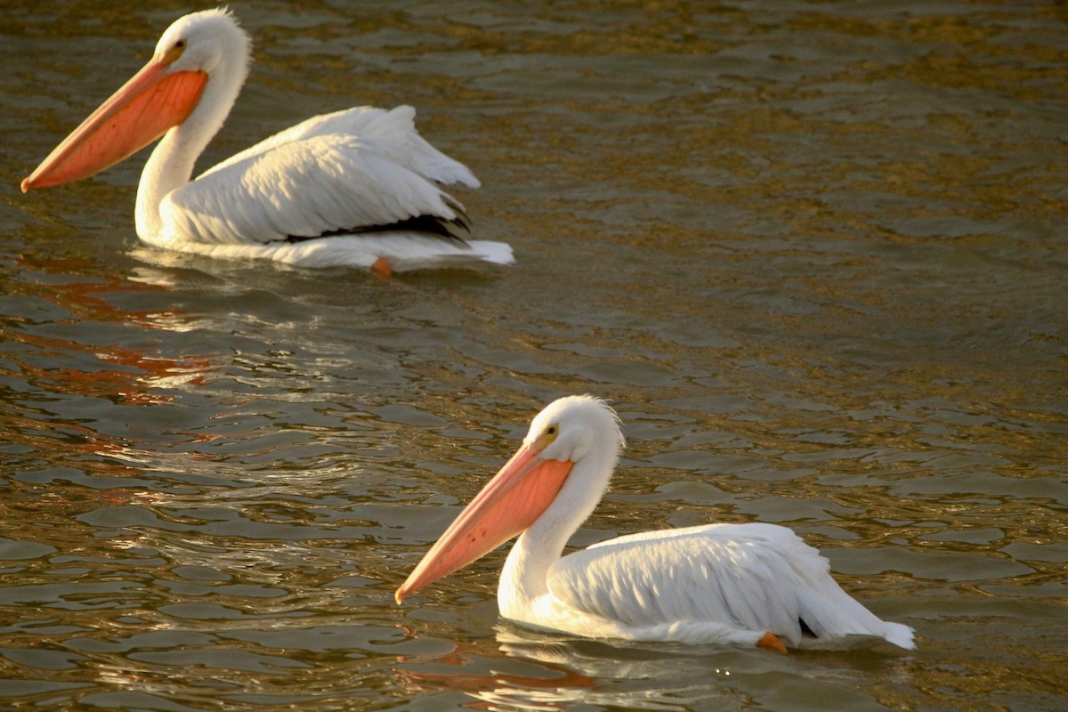 American White Pelican - ML646456697