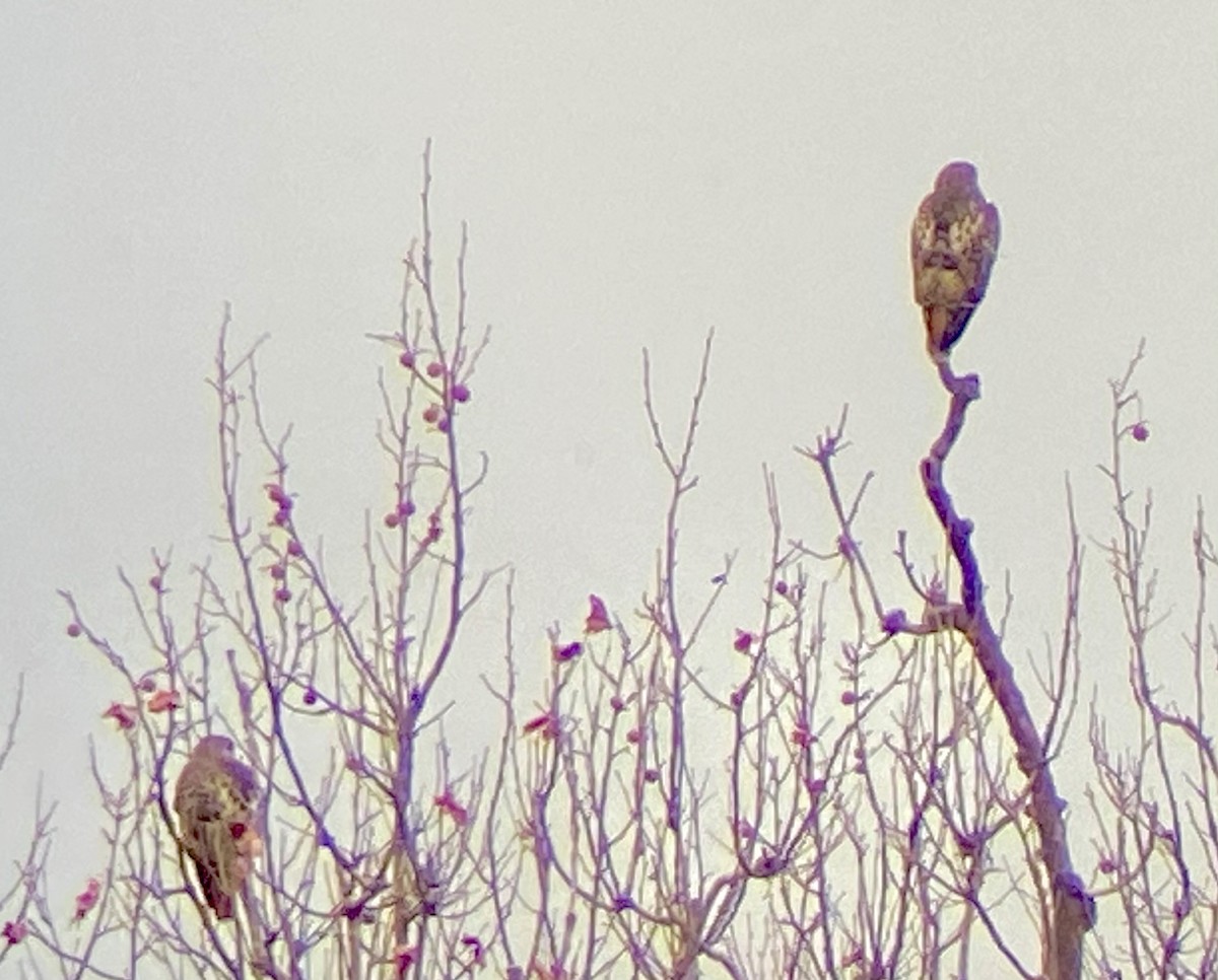 Red-tailed Hawk (borealis) - ML646456698