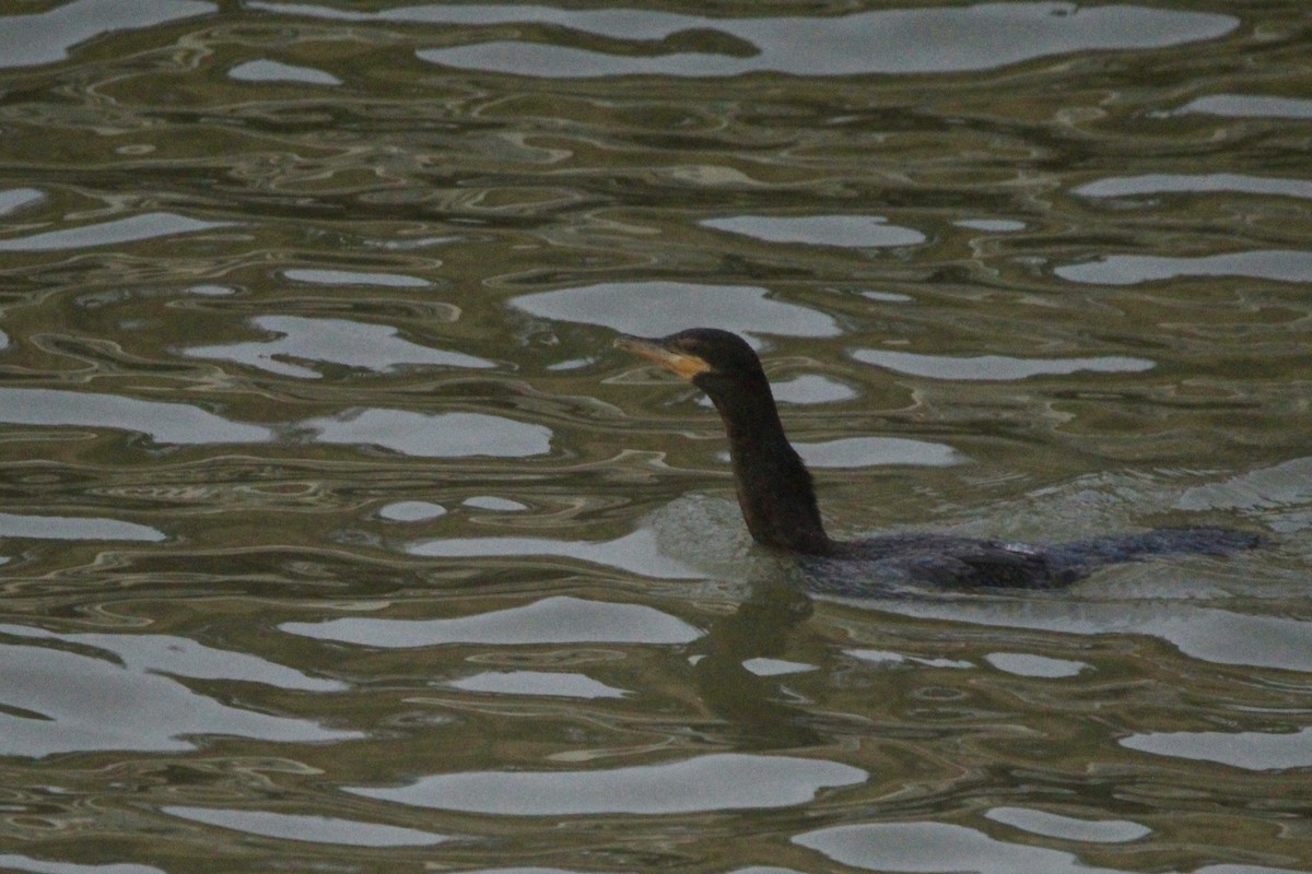 Neotropic Cormorant - ML646456704