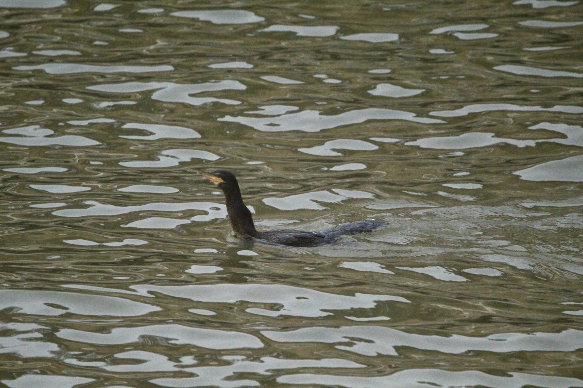 Neotropic Cormorant - ML646456705