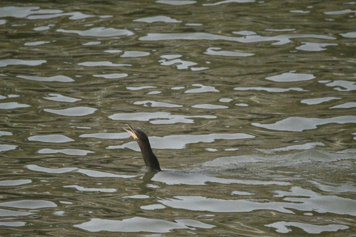 Neotropic Cormorant - ML646456706