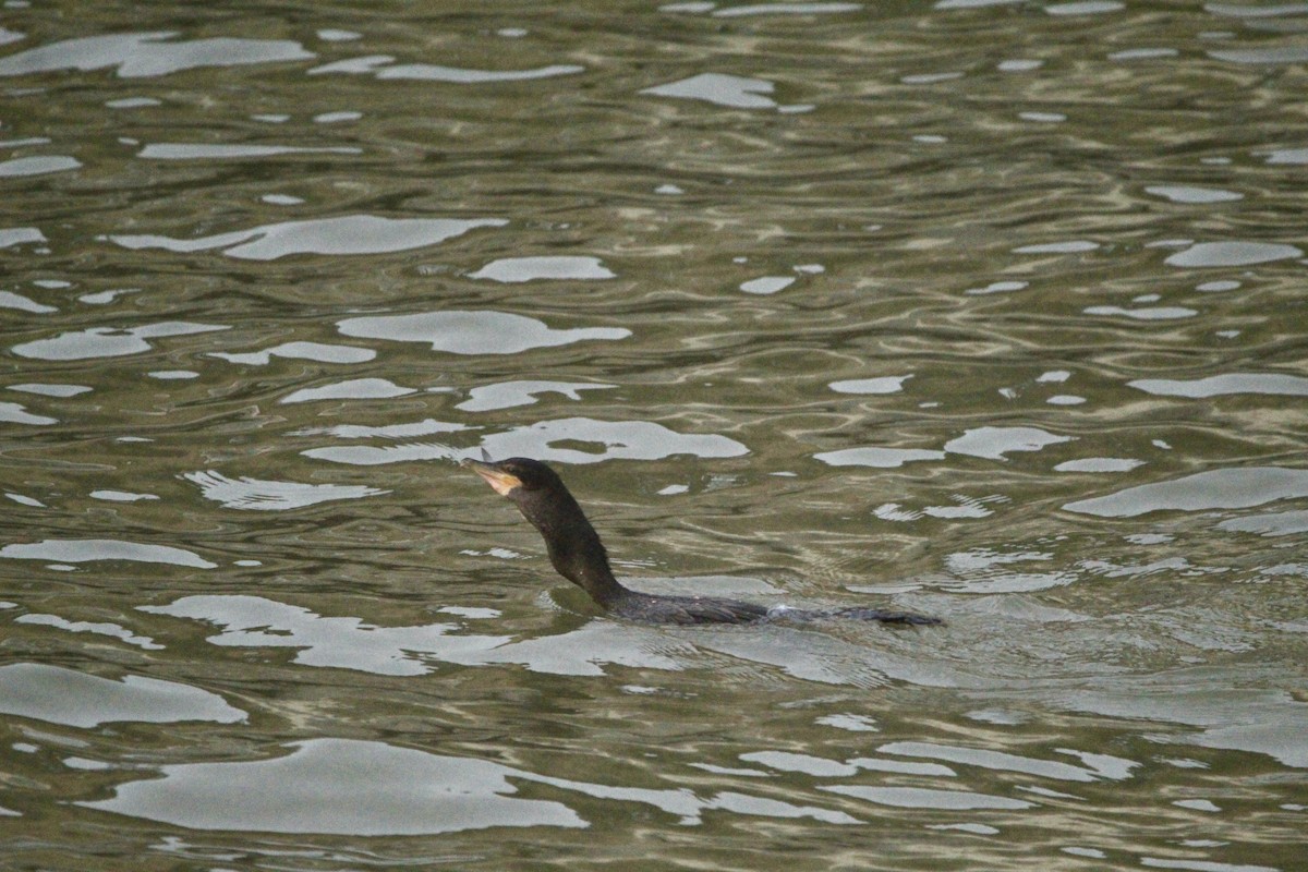 Neotropic Cormorant - ML646456707
