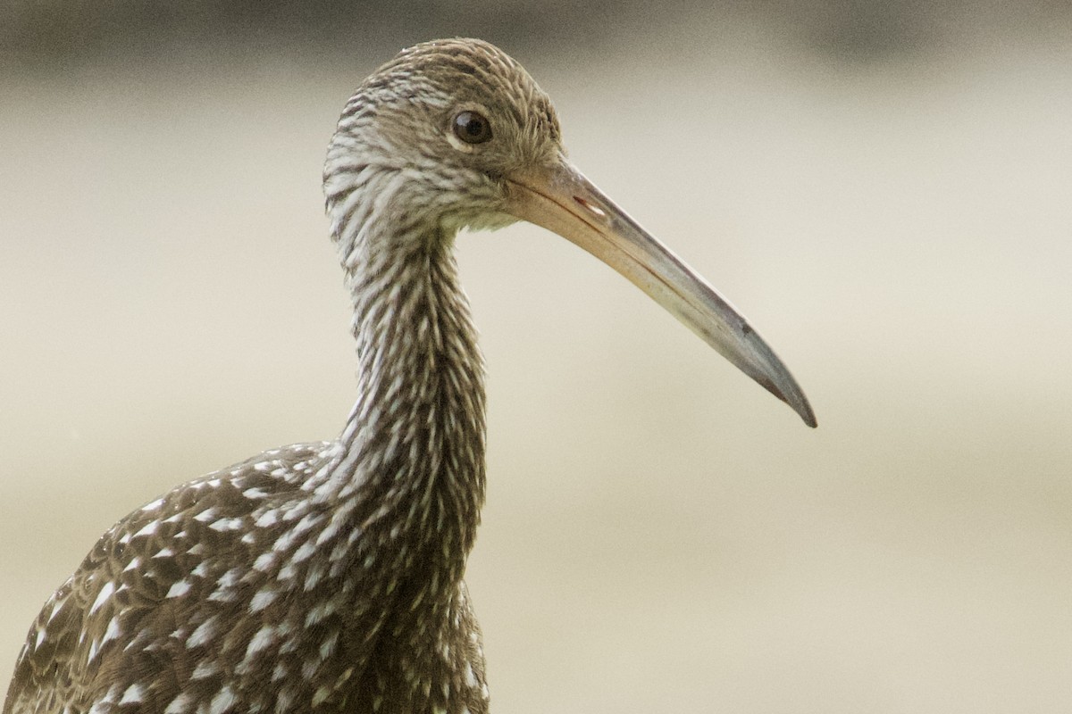 Арама [группа pictus] - ML646456708