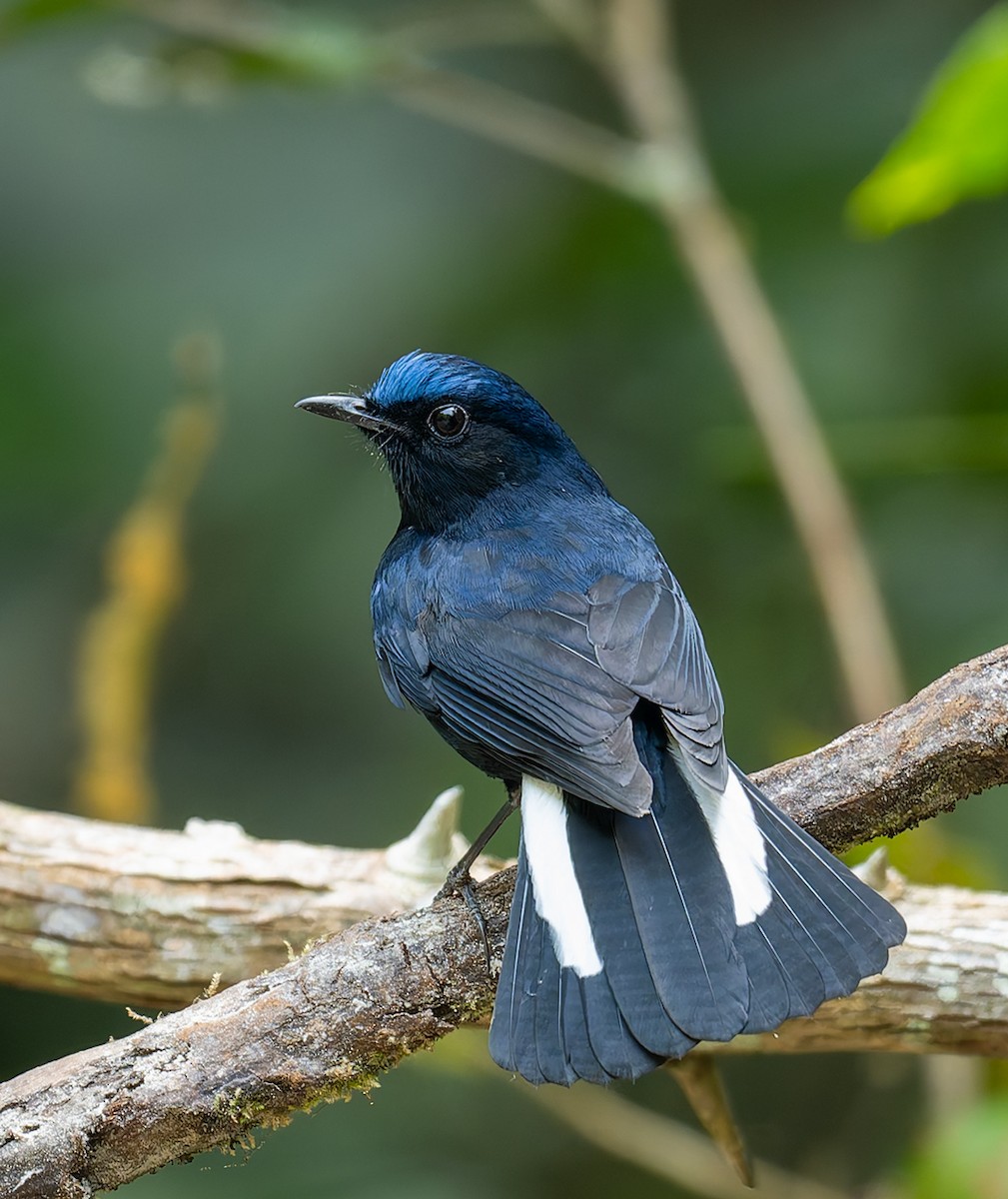 White-tailed Robin - ML646456709