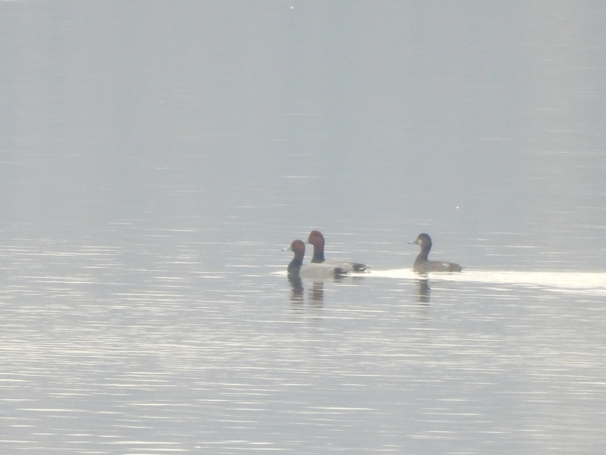 Redhead - ML646456716