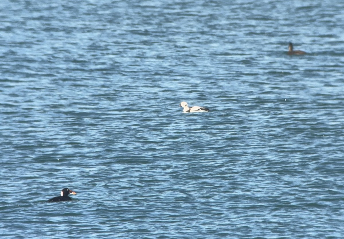 Long-tailed Duck - ML646456717