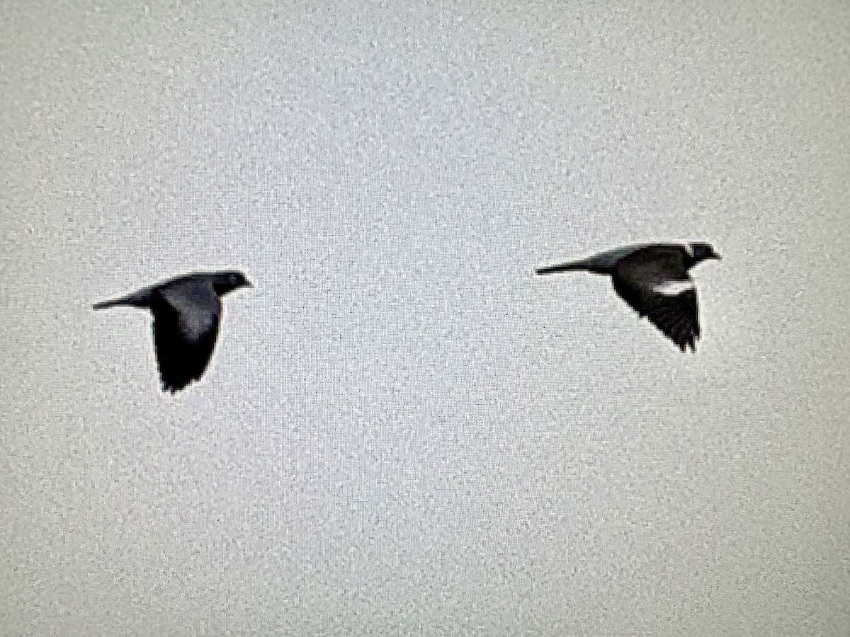 holub doupňák - ML646456718