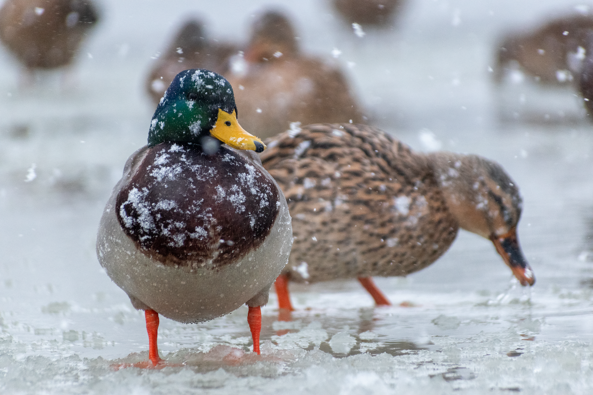 Ánade Azulón - ML646456733