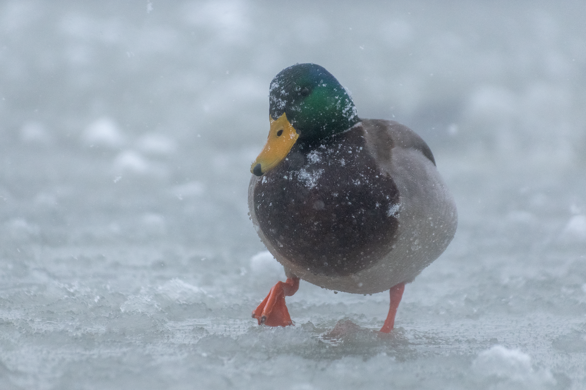 Ánade Azulón - ML646456735