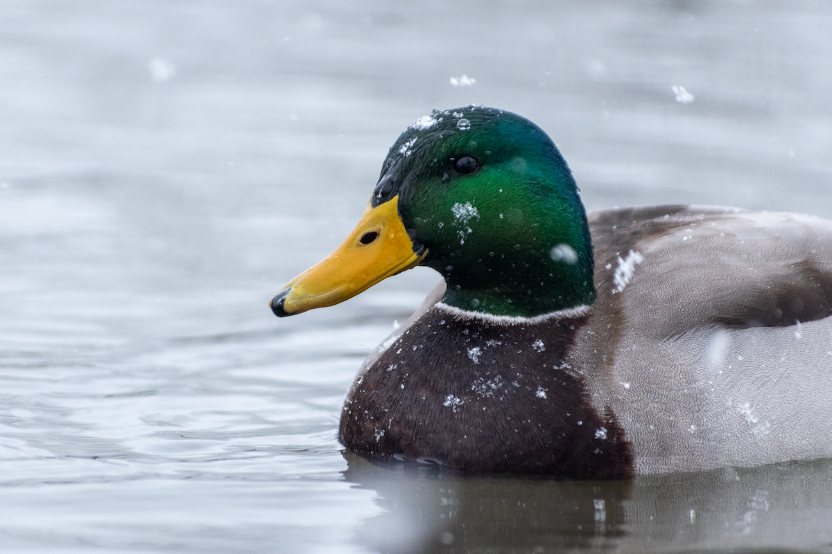 Ánade Azulón - ML646456736