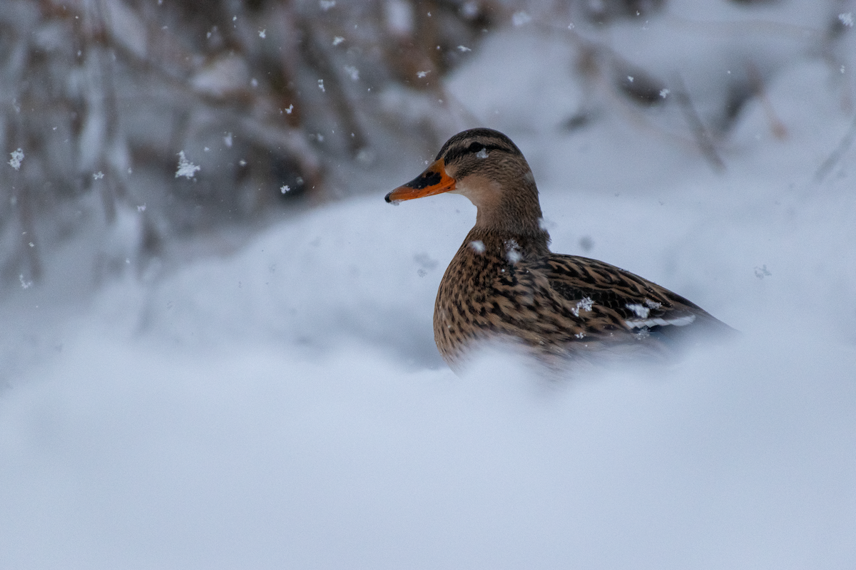 Ánade Azulón - ML646456737