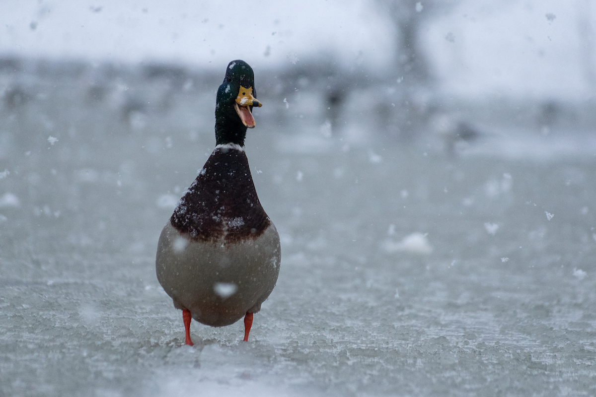 Ánade Azulón - ML646456738