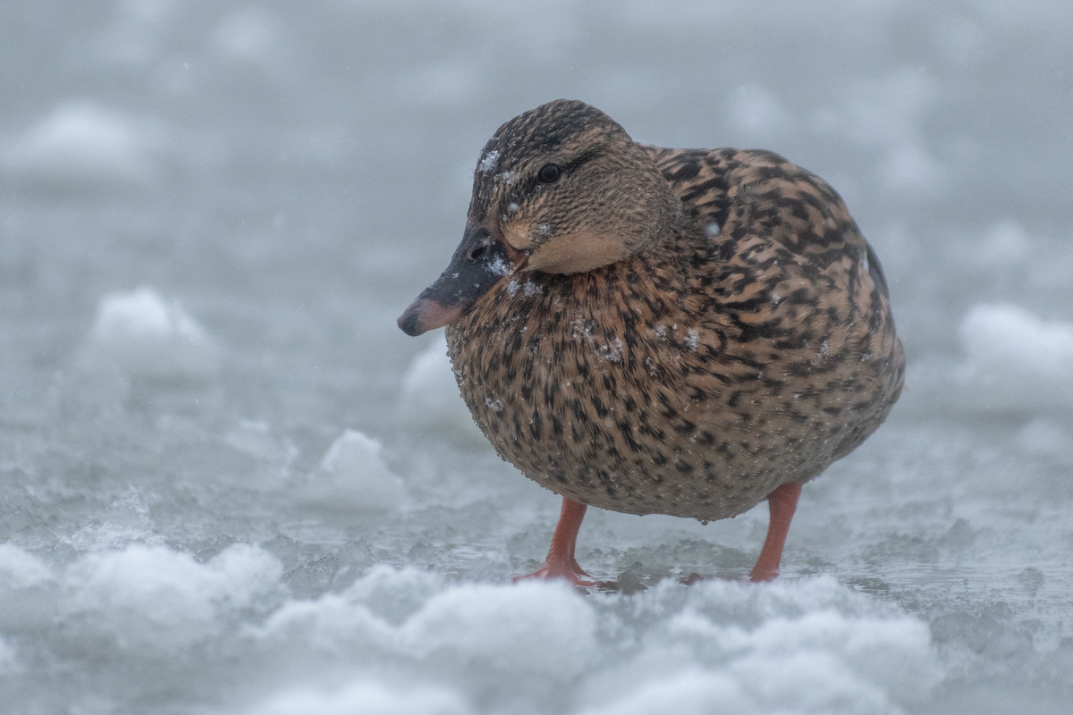 Ánade Azulón - ML646456739