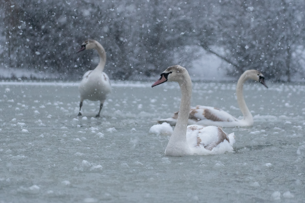 Cisne Vulgar - ML646456740