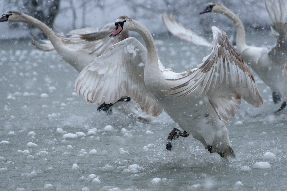 Cisne Vulgar - ML646456741