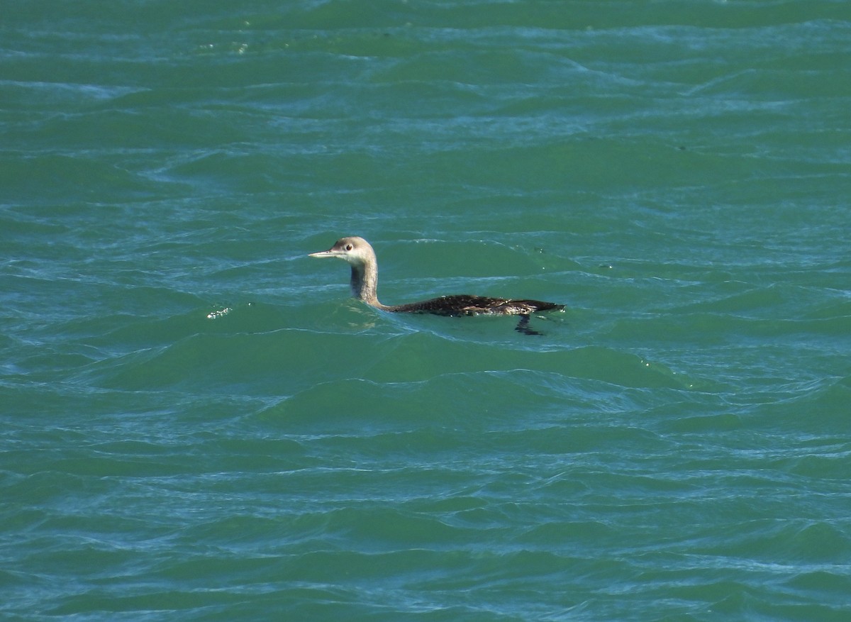 Улаан гүеэт гахууна - ML646456742