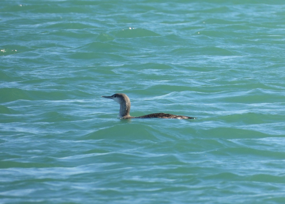 Улаан гүеэт гахууна - ML646456747