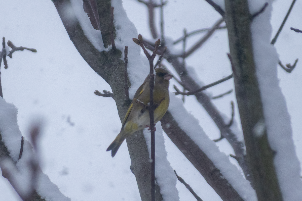 Verderón Común - ML646456748