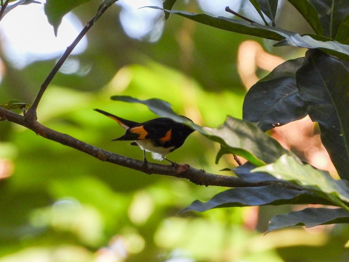 American Redstart - ML646456749