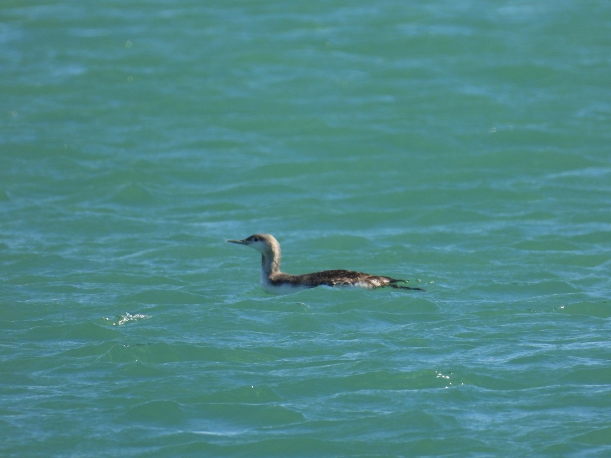 Улаан гүеэт гахууна - ML646456750