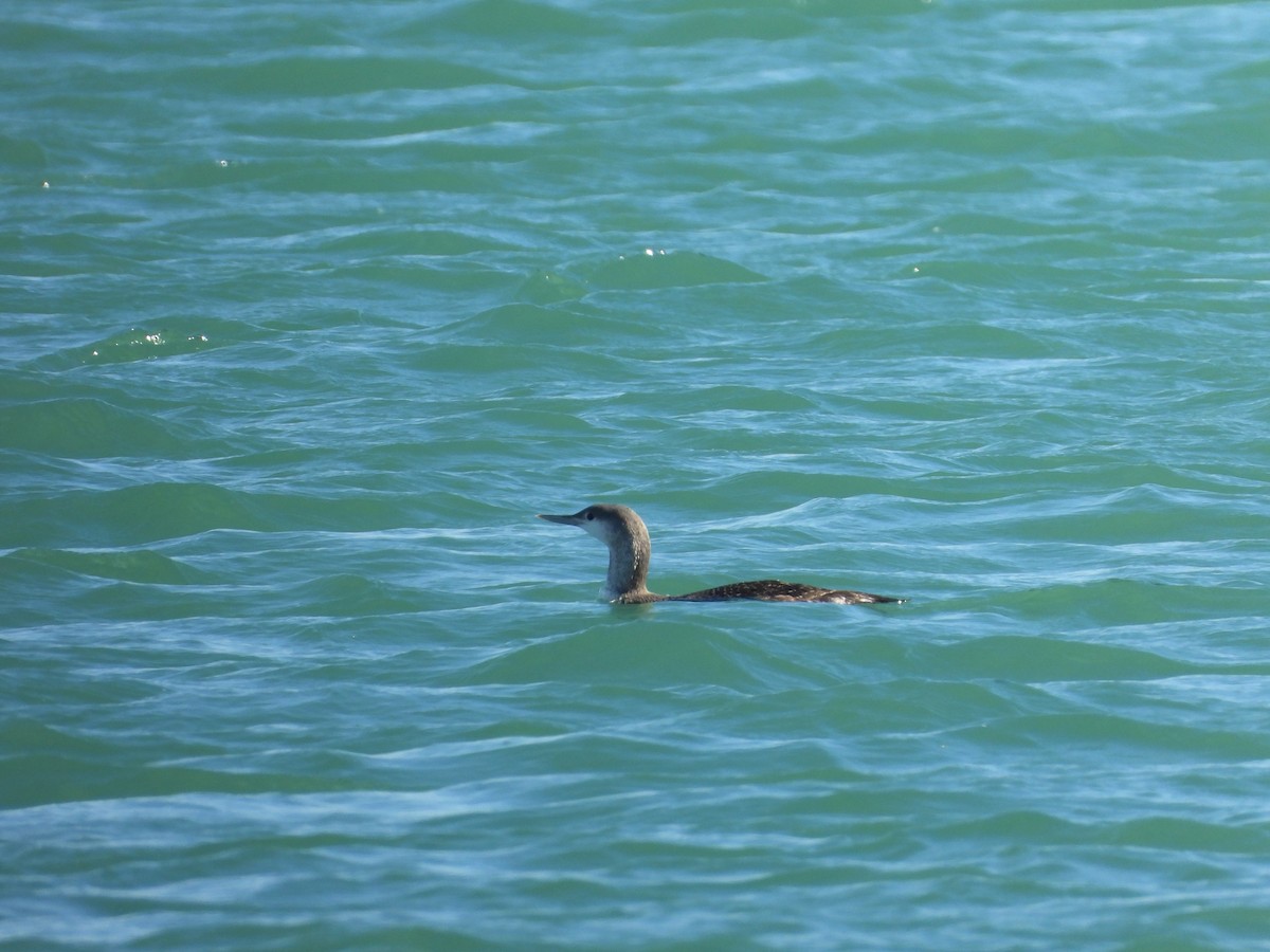 Улаан гүеэт гахууна - ML646456752