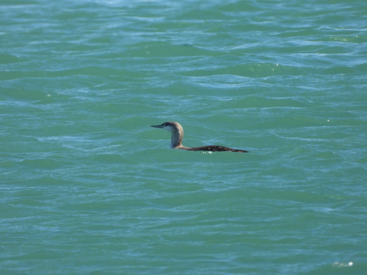 Улаан гүеэт гахууна - ML646456753