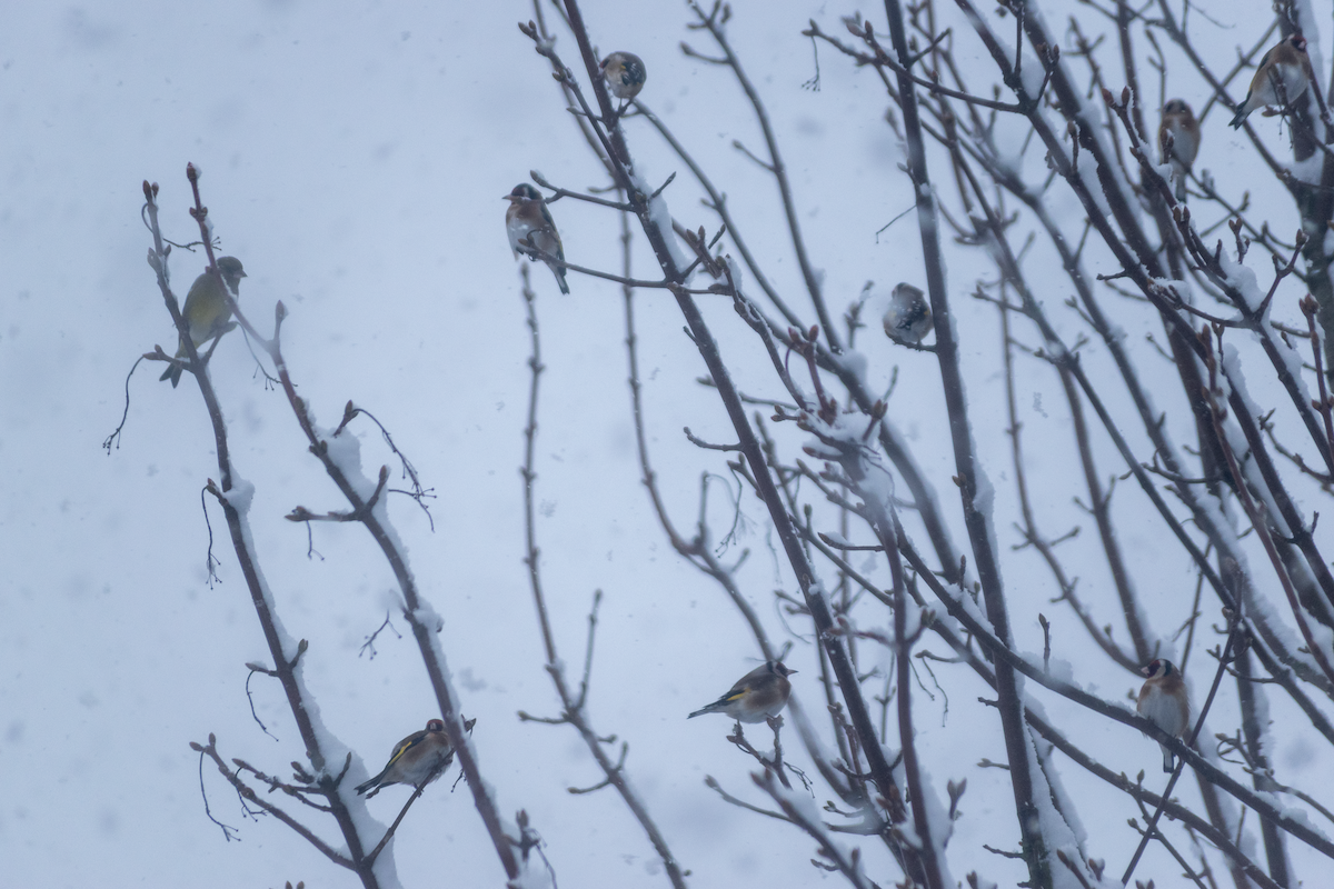 Jilguero Europeo - ML646456754