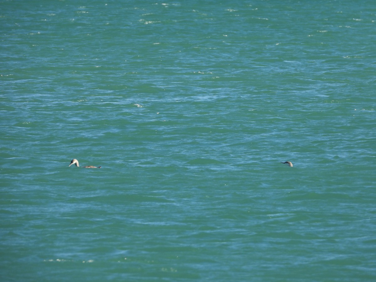 Улаан гүеэт гахууна - ML646456757