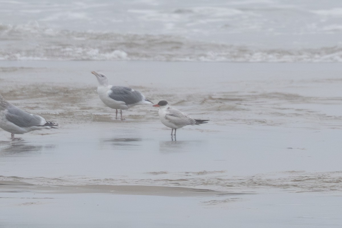 Caspian Tern - ML646456759