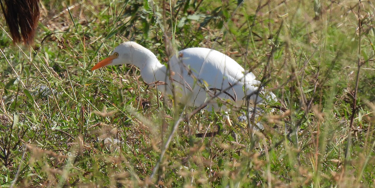 Western Cattle-Egret - ML646456762