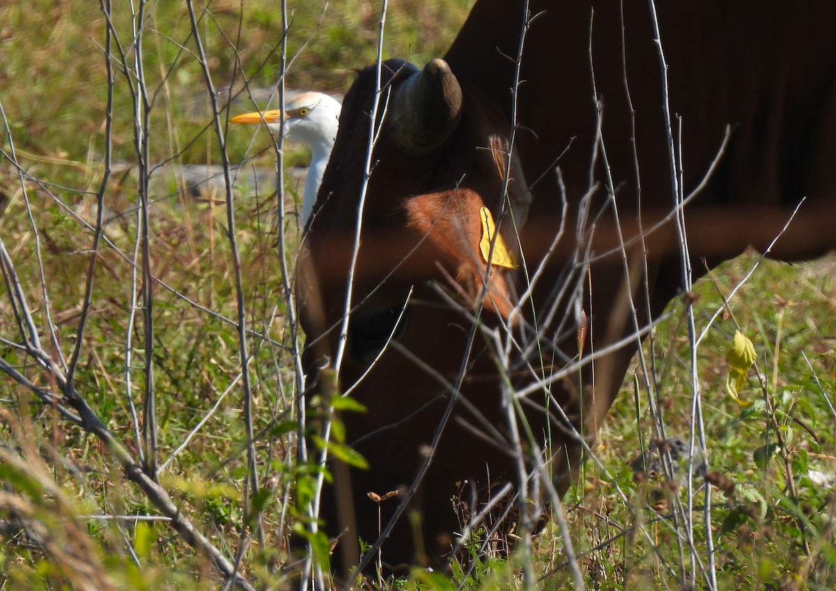 Western Cattle-Egret - ML646456763