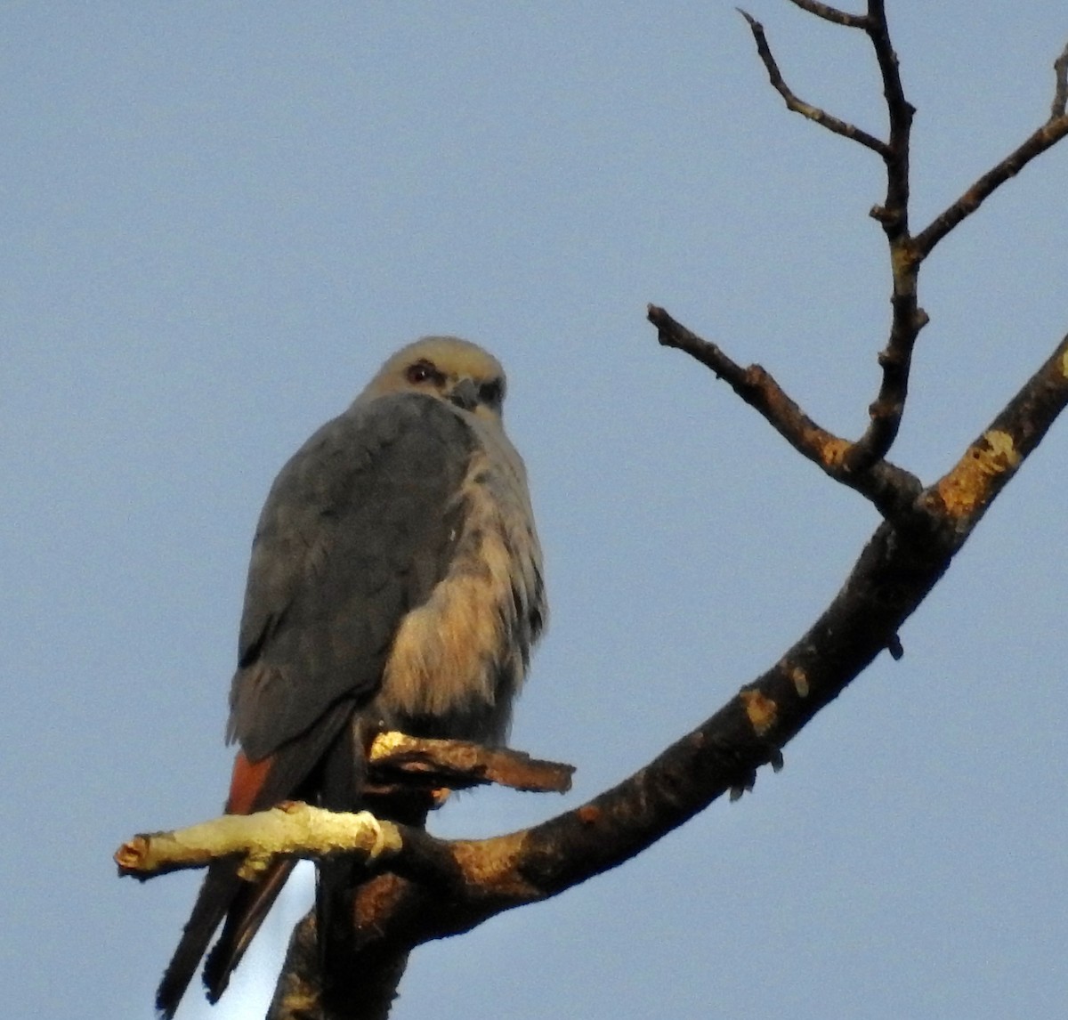 Plumbeous Kite - ML646456774