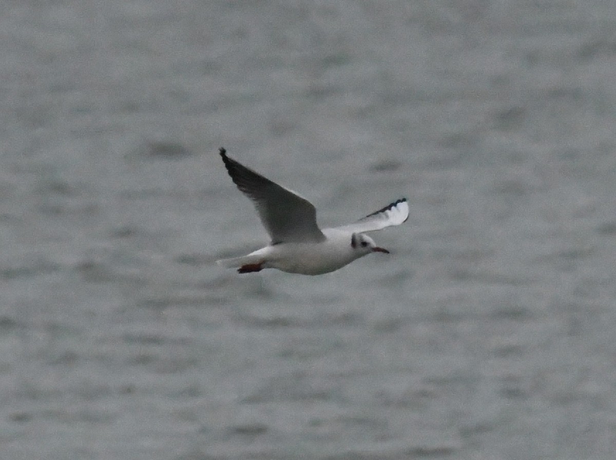 Black-headed Gull - ML646456777