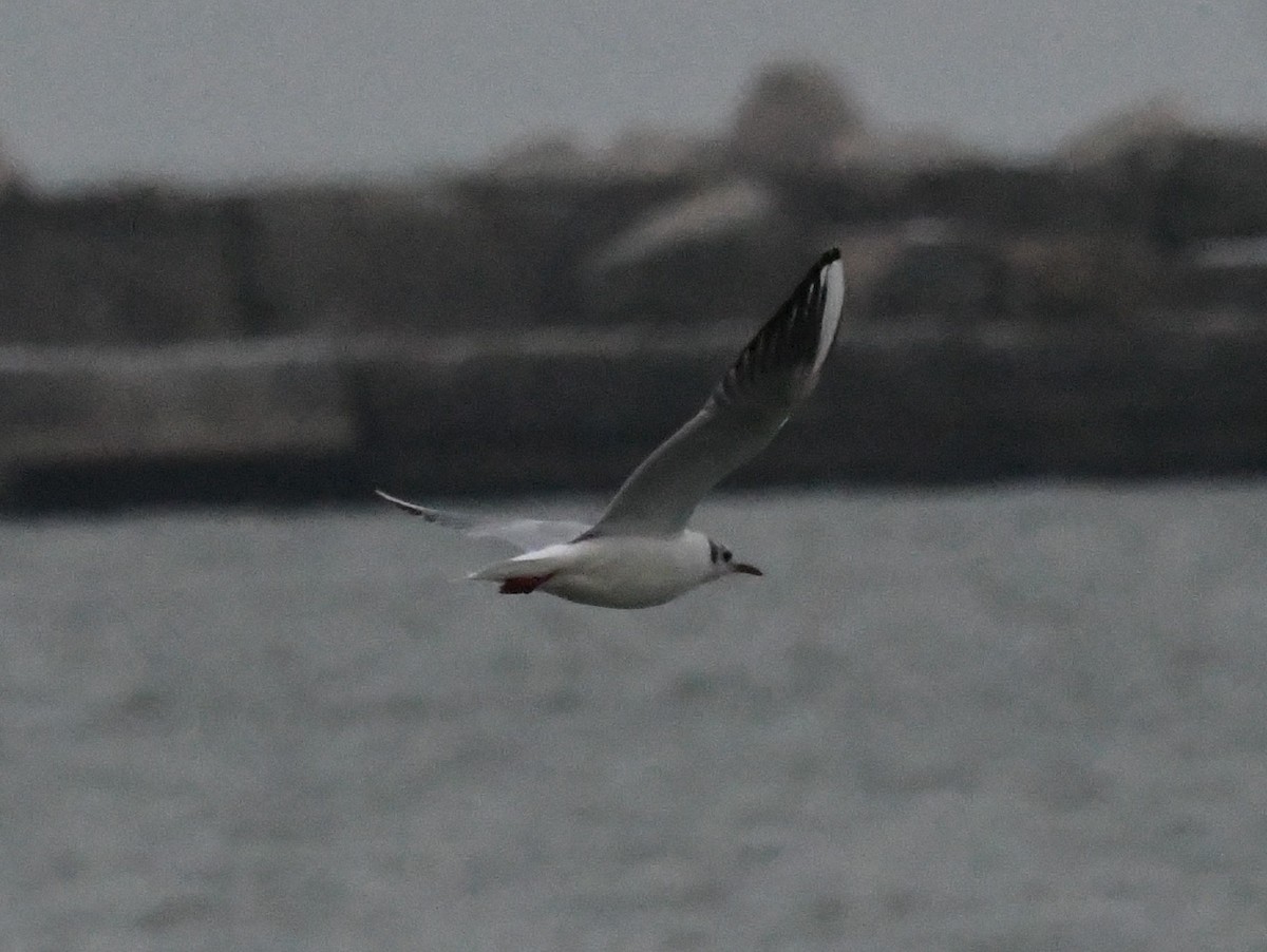 Black-headed Gull - ML646456780
