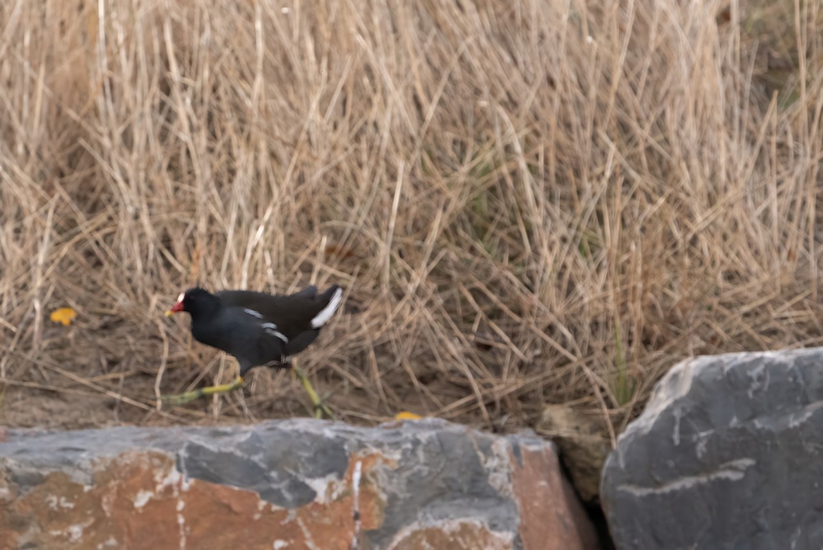 Eurasian Moorhen - ML646456787