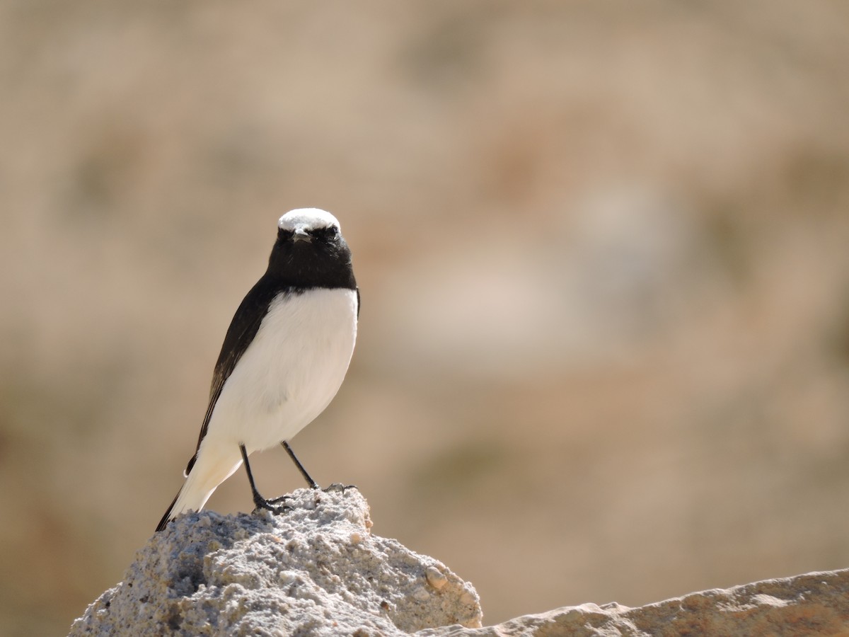 Mourning Wheatear (Maghreb) - ML646456793