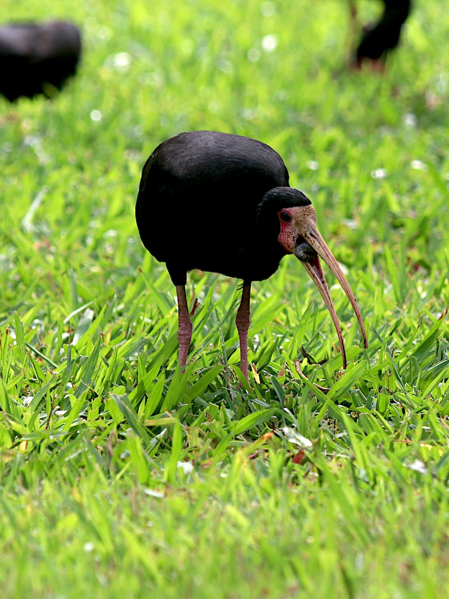Bare-faced Ibis - ML646456795